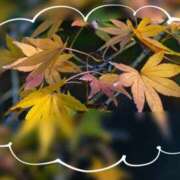 ヒメ日記 2025/12/04 16:51 投稿 せいか 春日部人妻花壇