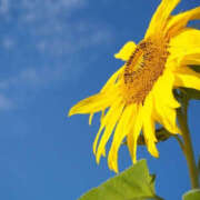 ヒメ日記 2025/07/19 12:41 投稿 すみれ 人妻こゆびの約束久喜店