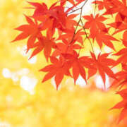 ヒメ日記 2025/09/08 11:14 投稿 すみれ 人妻こゆびの約束久喜店