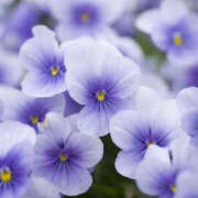 ヒメ日記 2026/01/17 13:44 投稿 すみれ 人妻こゆびの約束久喜店