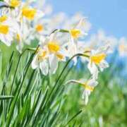 ヒメ日記 2026/01/31 12:00 投稿 すみれ 人妻こゆびの約束久喜店