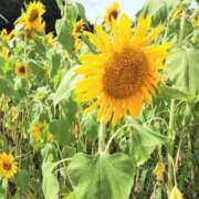 ヒメ日記 2025/07/20 10:22 投稿 まみ 舐めフェチの会