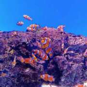 ヒメ日記 2025/08/03 15:49 投稿 まみ 舐めフェチの会