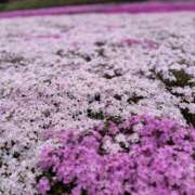 ヒメ日記 2026/04/17 14:15 投稿 はる 東京エステコレクション 新橋・銀座