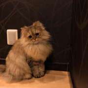 ヒメ日記 2025/09/23 19:39 投稿 メアリ AMOUR（アムール）