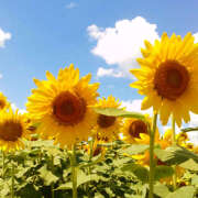 ヒメ日記 2025/07/07 08:18 投稿 麻生 HERMINE-エルミネ-