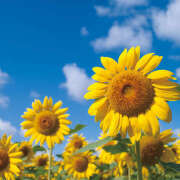 ヒメ日記 2025/07/16 07:51 投稿 麻生 HERMINE-エルミネ-