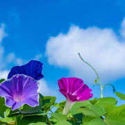 ヒメ日記 2025/07/28 08:33 投稿 麻生 HERMINE-エルミネ-