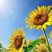 ヒメ日記 2025/08/12 09:02 投稿 麻生 HERMINE-エルミネ-