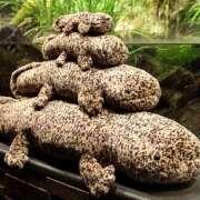 ヒメ日記 2025/09/10 08:25 投稿 麻生 HERMINE-エルミネ-