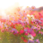 ヒメ日記 2025/09/10 22:22 投稿 麻生 HERMINE-エルミネ-