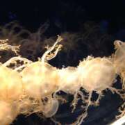 ヒメ日記 2026/01/17 22:20 投稿 麻生 HERMINE-エルミネ-