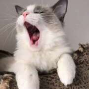 ヒメ日記 2026/03/29 08:50 投稿 麻生 HERMINE-エルミネ-