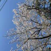 ヒメ日記 2026/04/05 01:12 投稿 麻生 HERMINE-エルミネ-