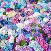 ヒメ日記 2026/06/13 07:59 投稿 麻生 HERMINE-エルミネ-