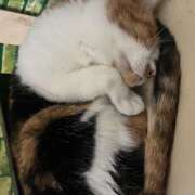 ヒメ日記 2026/08/13 08:06 投稿 麻生 HERMINE-エルミネ-