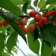 ヒメ日記 2025/07/25 11:02 投稿 夕鶴(ゆづる) PLUS梅田店