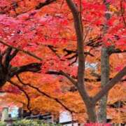 ヒメ日記 2025/11/30 10:47 投稿 夕鶴(ゆづる) PLUS梅田店