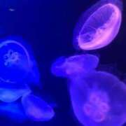 ヒメ日記 2025/09/19 23:30 投稿 いちか 熊本しこたまクリニック