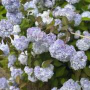 ヒメ日記 2025/06/16 08:33 投稿 れい 奴隷コレクション