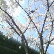 かるあ 実はいます🤭🤭 NesoMania