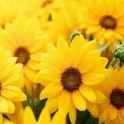 ヒメ日記 2025/07/27 21:10 投稿 かりん アイムシェイク