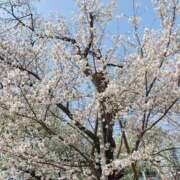 ヒメ日記 2026/04/01 11:33 投稿 村瀬(むらせ) 八王子人妻城