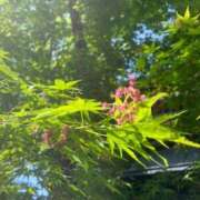 ヒメ日記 2026/04/04 09:00 投稿 うめ 熟女の風俗最終章 蒲田店