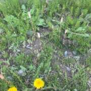 うめ おっぱよん🥳 熟女の風俗最終章 蒲田店