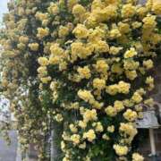 うめ おはよんよん✌️ 熟女の風俗最終章 蒲田店