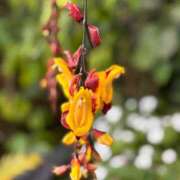 さりな 明日 11チャンネル