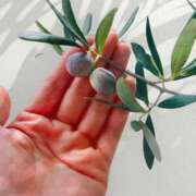 ヒメ日記 2025/10/06 12:31 投稿 五月あいり ハールブルク