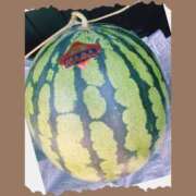 小麦【コムギ】 すいか🍉 輝女
