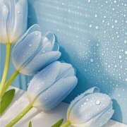 ヒメ日記 2025/09/27 08:00 投稿 伊藤つばき ミセスの癒しエステ