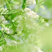 ヒメ日記 2025/10/04 08:00 投稿 伊藤つばき ミセスの癒しエステ