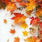 ヒメ日記 2025/11/15 08:00 投稿 伊藤つばき ミセスの癒しエステ