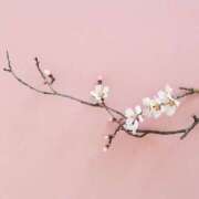 ヒメ日記 2026/03/08 08:00 投稿 伊藤つばき ミセスの癒しエステ