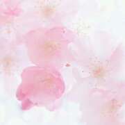 ヒメ日記 2026/03/16 08:00 投稿 伊藤つばき ミセスの癒しエステ