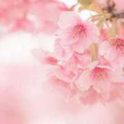 ヒメ日記 2026/03/18 08:00 投稿 伊藤つばき ミセスの癒しエステ