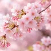 ヒメ日記 2026/03/25 08:00 投稿 伊藤つばき ミセスの癒しエステ