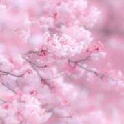 ヒメ日記 2026/03/28 08:00 投稿 伊藤つばき ミセスの癒しエステ