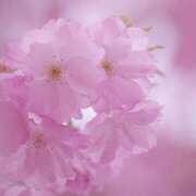 ヒメ日記 2026/03/30 08:00 投稿 伊藤つばき ミセスの癒しエステ