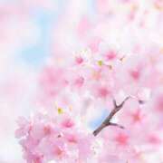 ヒメ日記 2026/04/08 08:00 投稿 伊藤つばき ミセスの癒しエステ