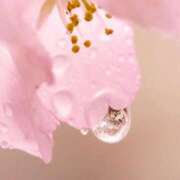 ヒメ日記 2026/04/10 08:00 投稿 伊藤つばき ミセスの癒しエステ