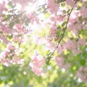 ヒメ日記 2026/04/13 12:12 投稿 伊藤つばき ミセスの癒しエステ