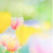 ヒメ日記 2026/04/19 08:00 投稿 伊藤つばき ミセスの癒しエステ