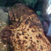 ヒメ日記 2025/09/24 23:09 投稿 すずか ぐっすり山田　大阪店