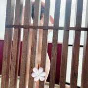 ヒメ日記 2026/04/01 08:32 投稿 月影ゆか 五十路マダムエクスプレス豊橋店（カサブランカグループ）