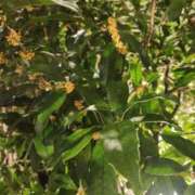 ヒメ日記 2025/10/20 23:31 投稿 リオ COCOMERO（ココメロ）