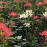 ヒメ日記 2025/11/13 16:16 投稿 ナツ COCOMERO（ココメロ）